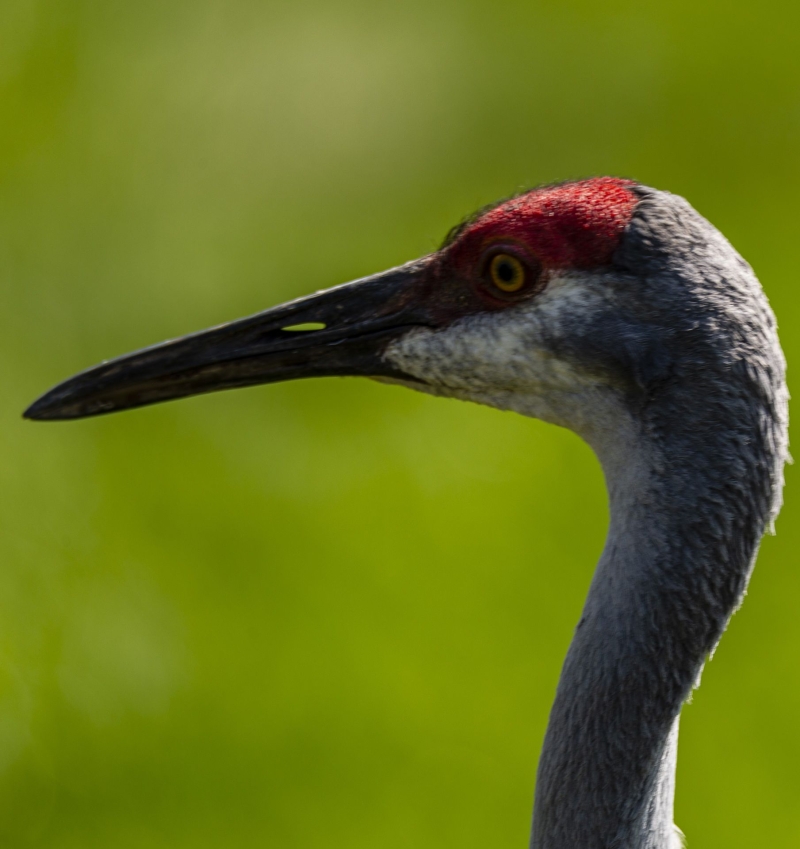 Canadese kraanvogel - De Zonnegloed - Dierenpark - Dieren opvangcentrum - Sanctuary